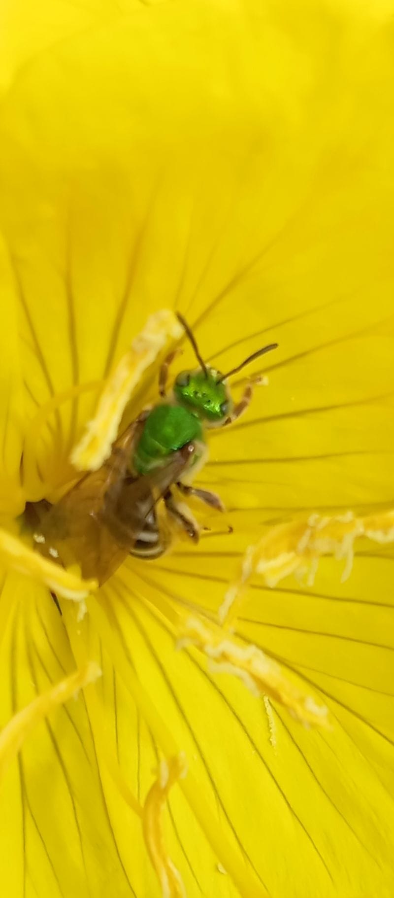 Agapostemon virescens