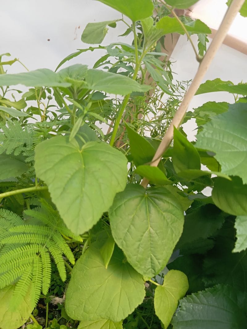 Althaea officinalis