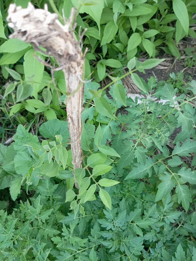Apios americana