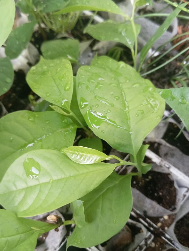 Asimina triloba