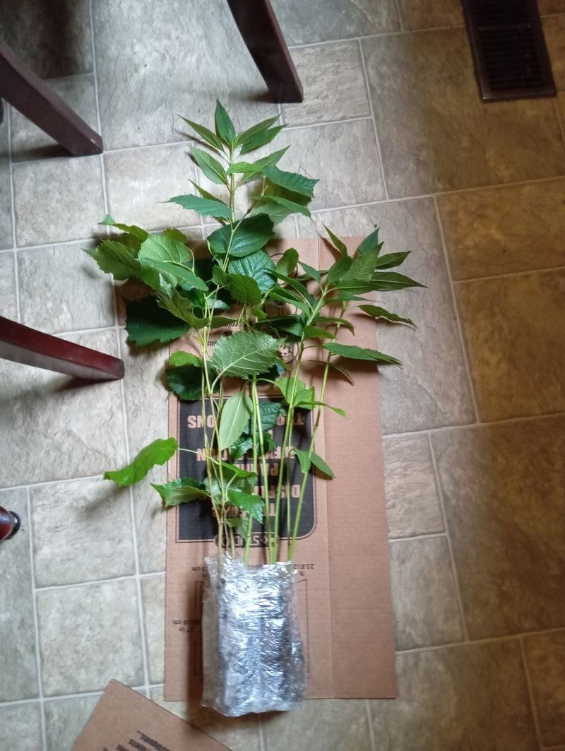 Bouquet