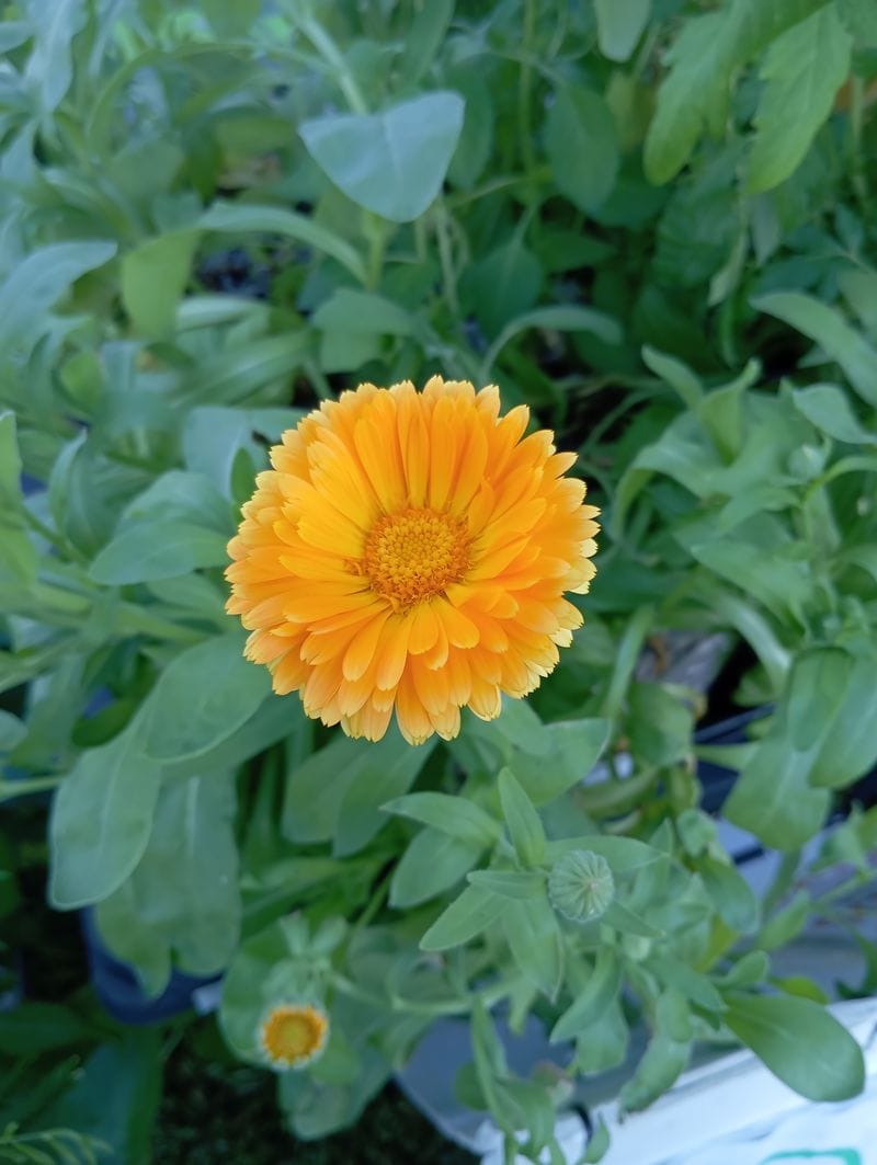 Calendula officinalis