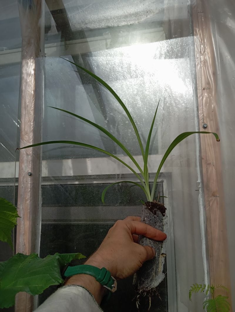 Chlorophytum comosum