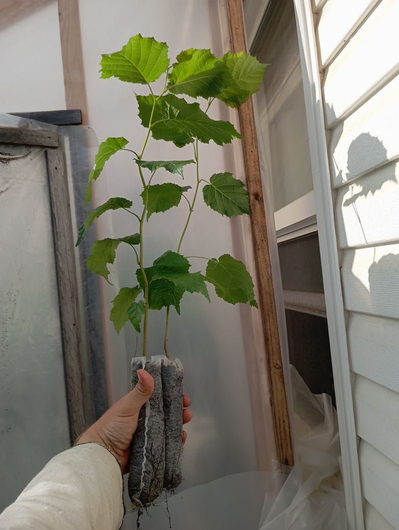 Corylus americana