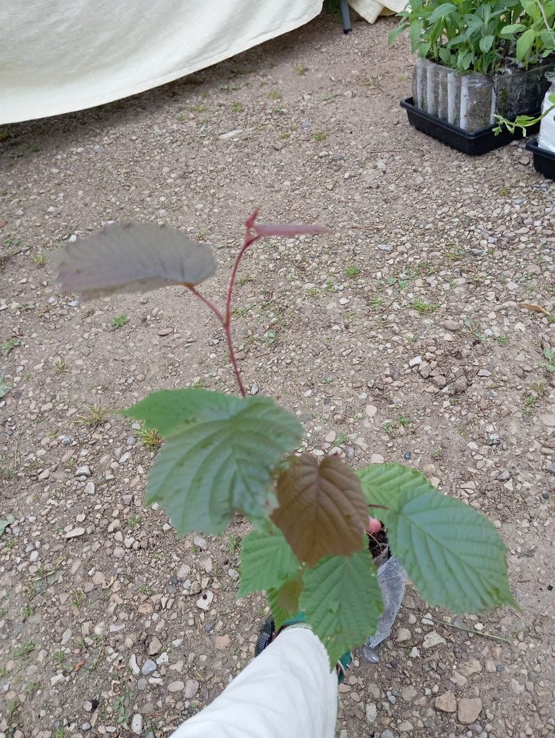 Corylus americana var. rubra