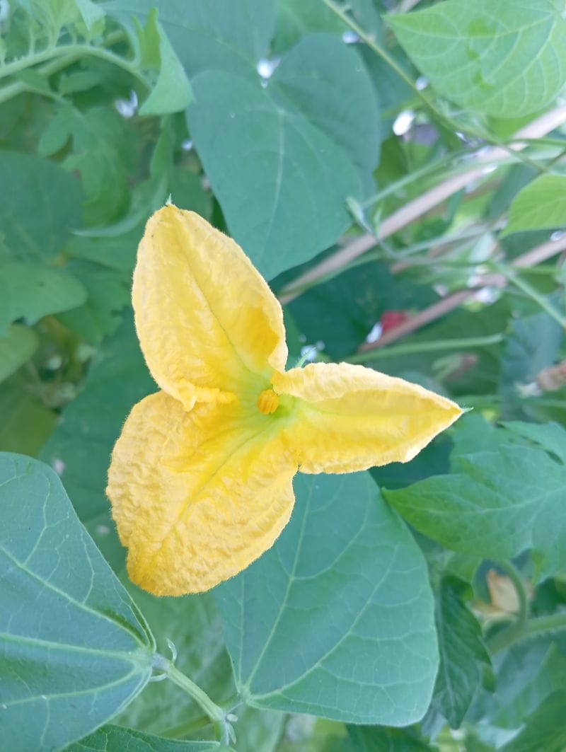 Cucurbita pepo var. pepo