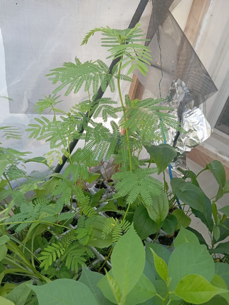 Desmanthus illinoensis
