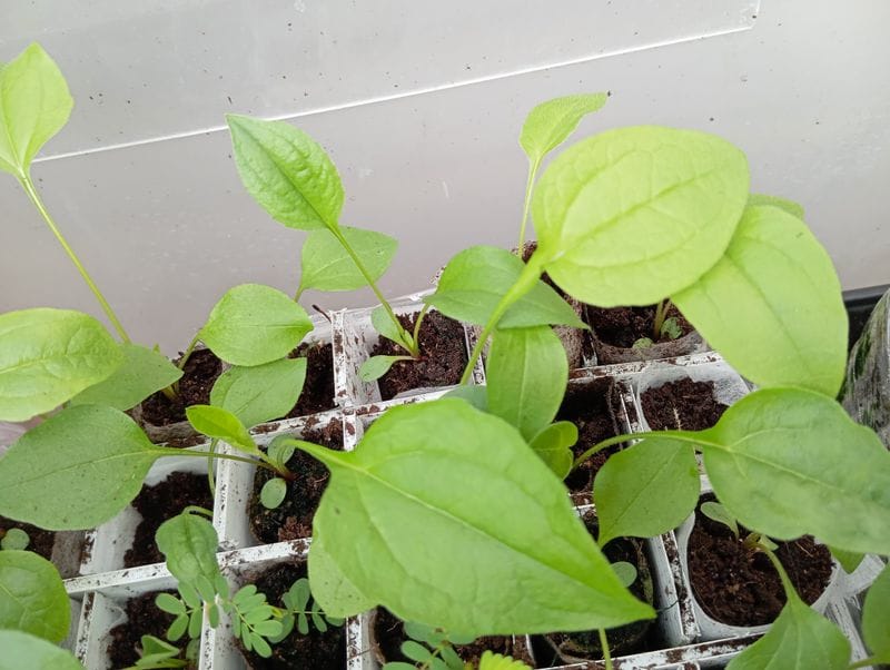 Echinacea purpurea