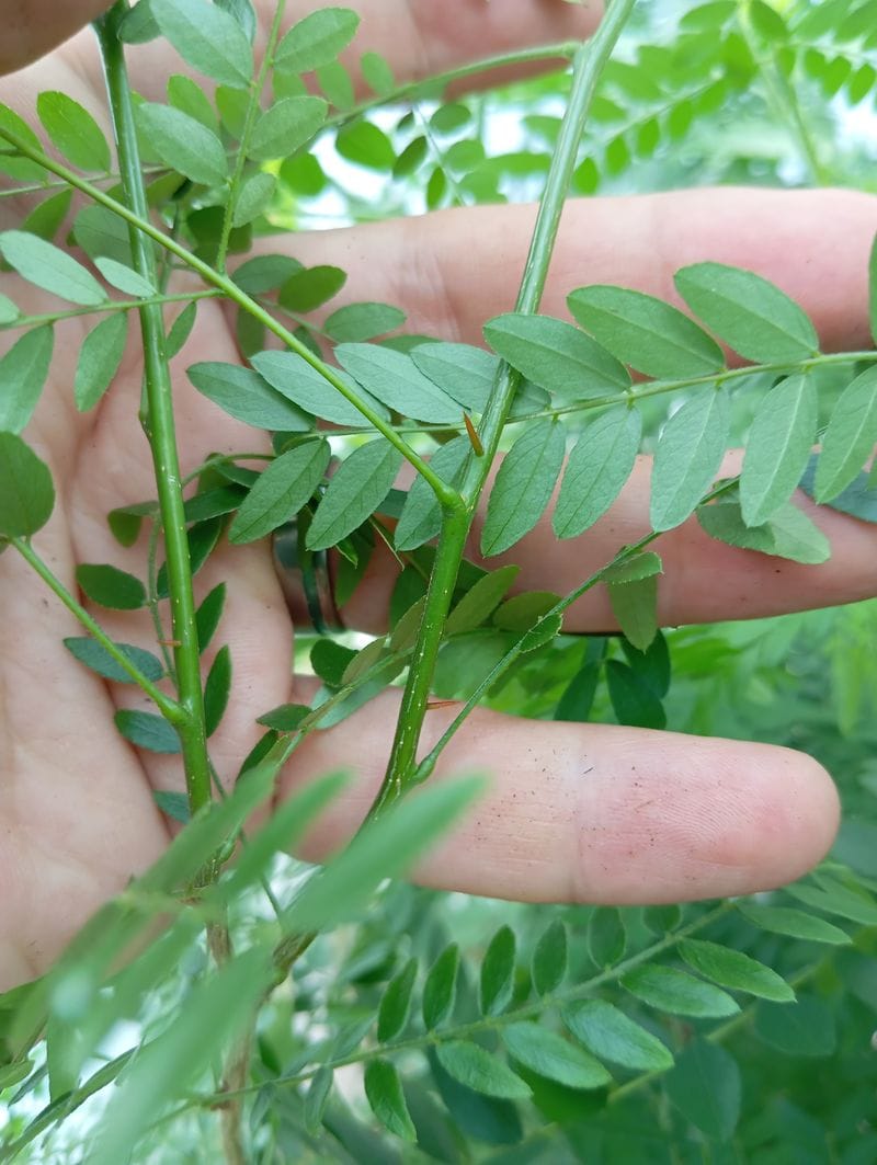 Gleditsia triacanthos
