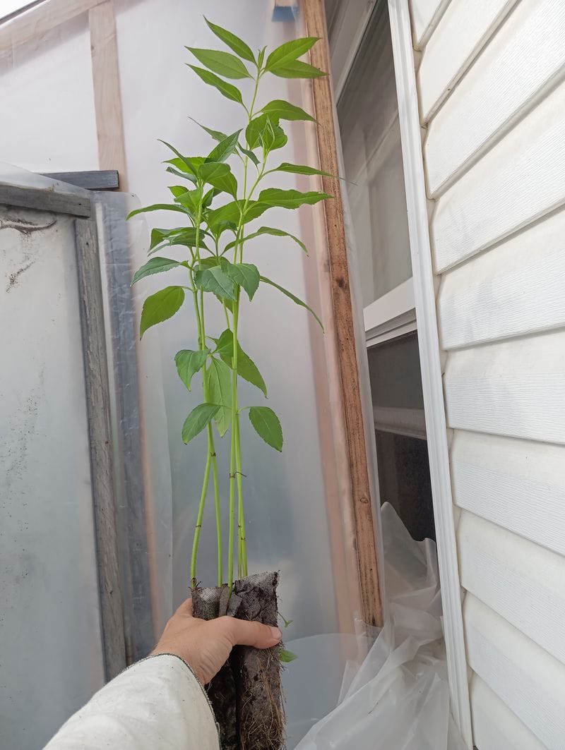 Helianthus tuberosum
