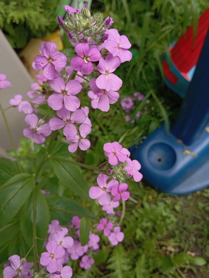 Hesperis matronalis