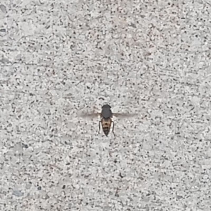 Hoverfly