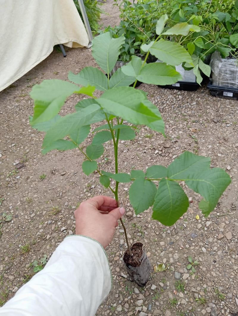 Juglans ailantifolia