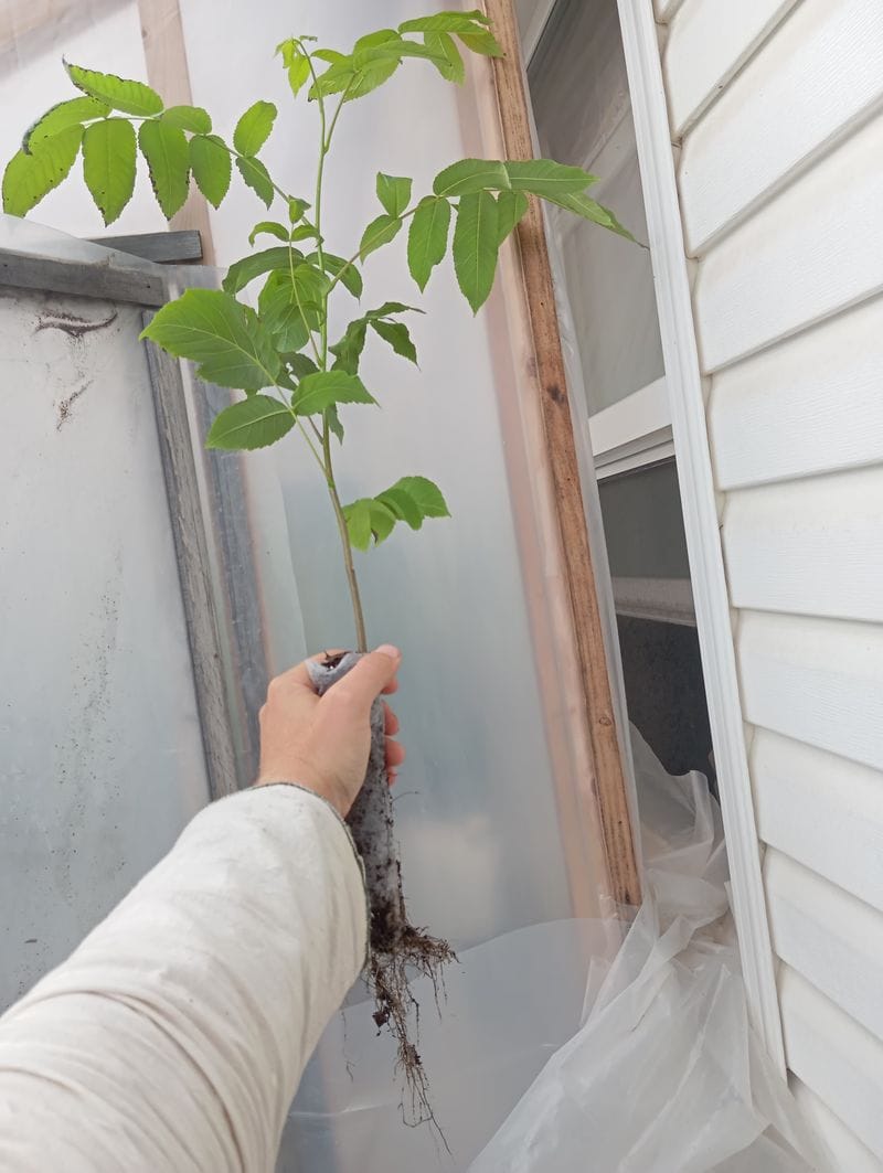 Juglans ailantifolia