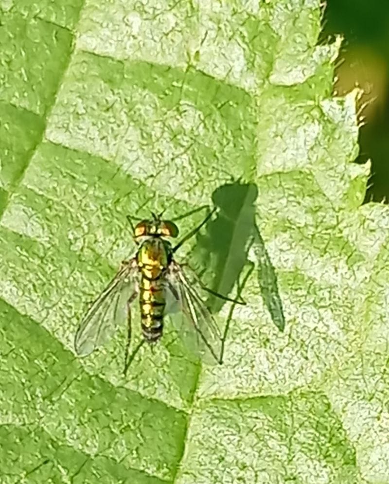 Long Legged Flies