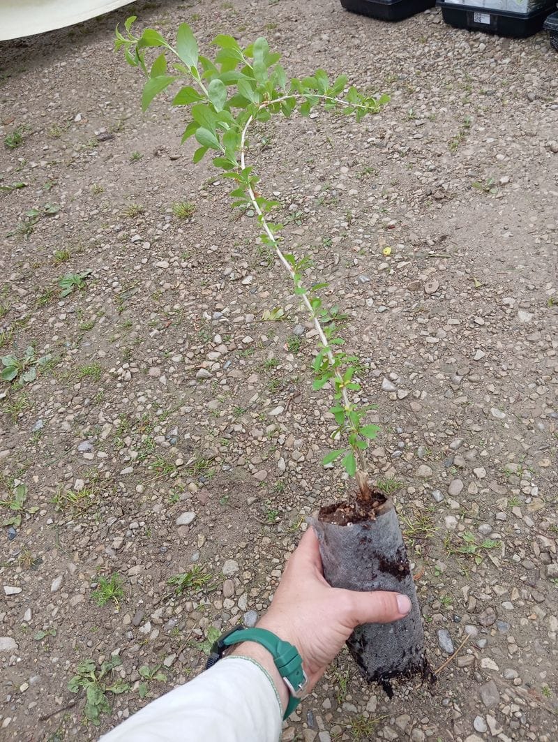 Lycium chinense