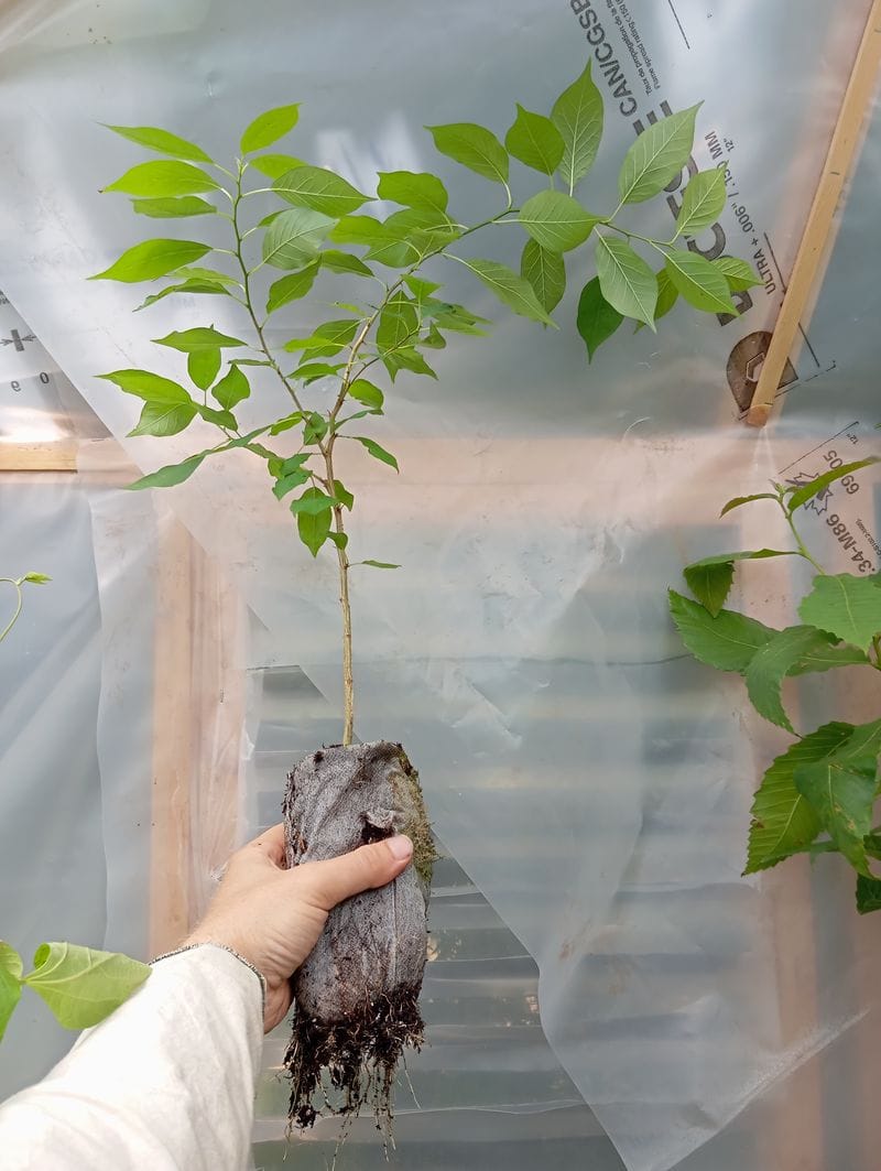 Maclura pomifera