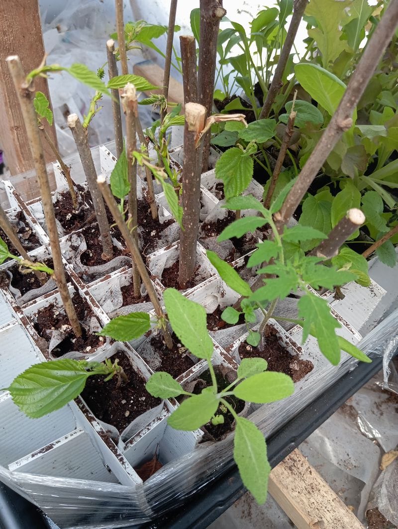 Morus alba x rubra