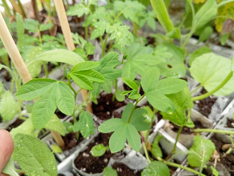 Passiflora molissima
