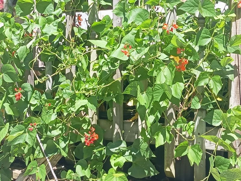 Phaseolus coccineus