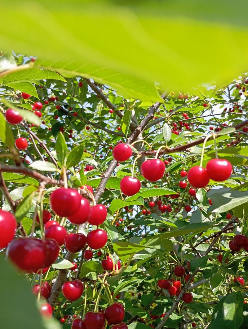 Prunus cerasus