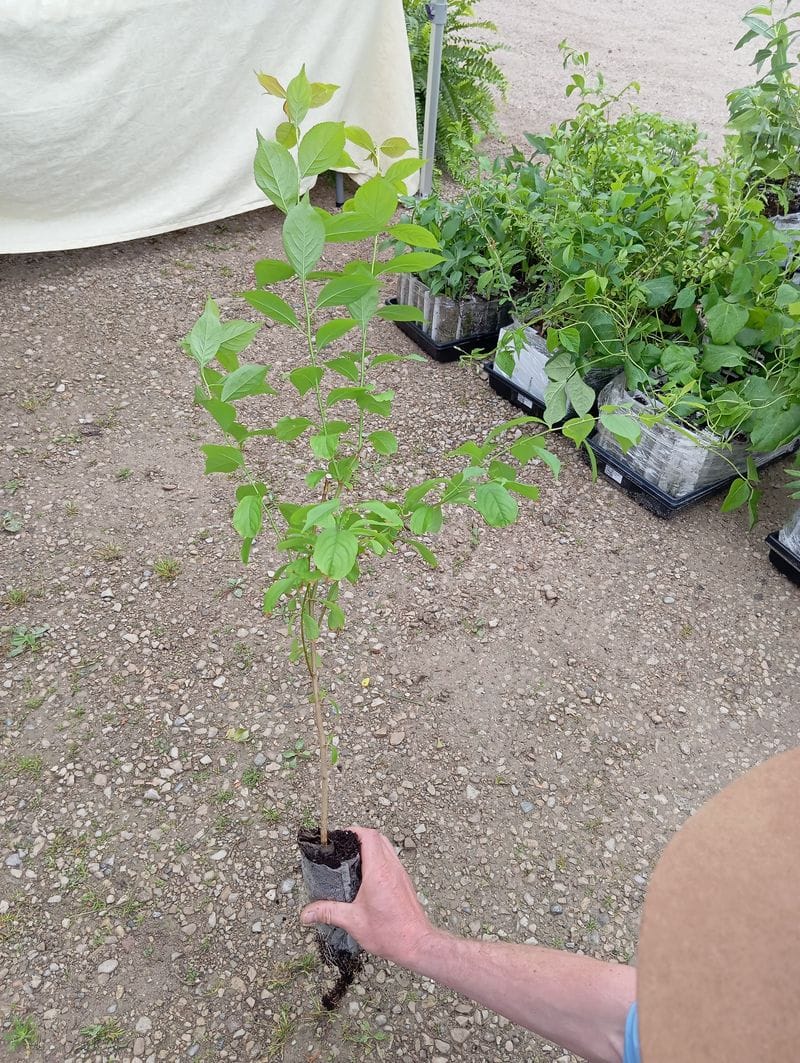 Prunus salicina