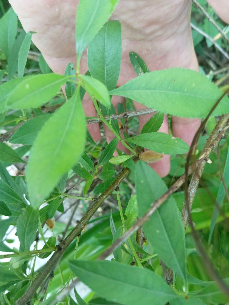 Prunus tenella