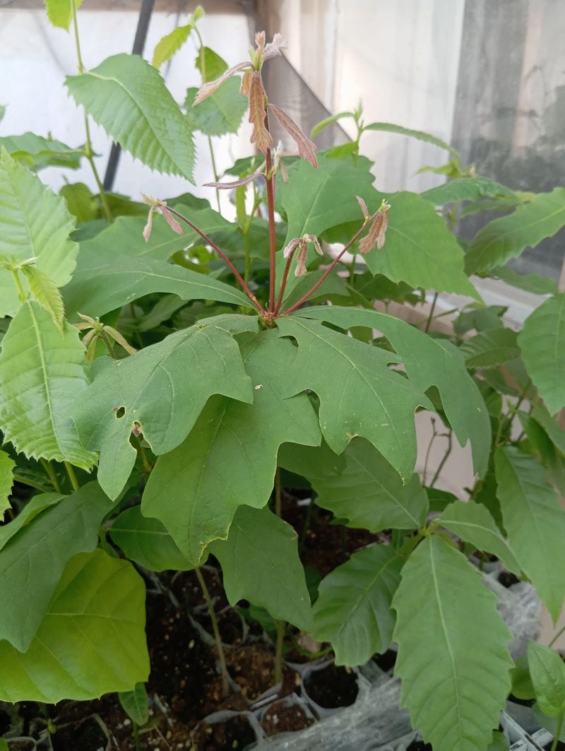 Quercus alba
