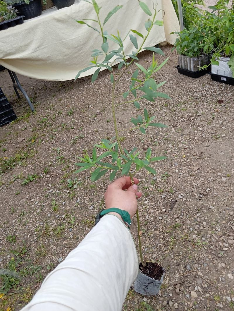 Salix viminalis