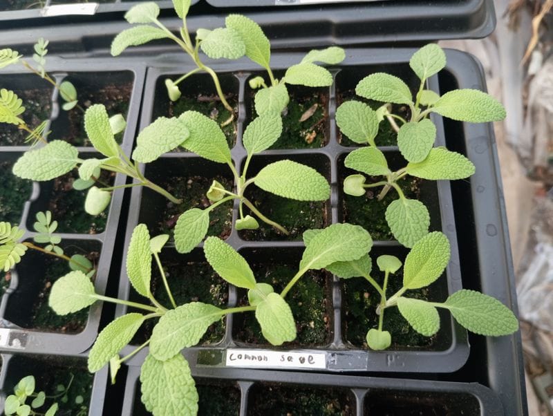 Salvia officinalis