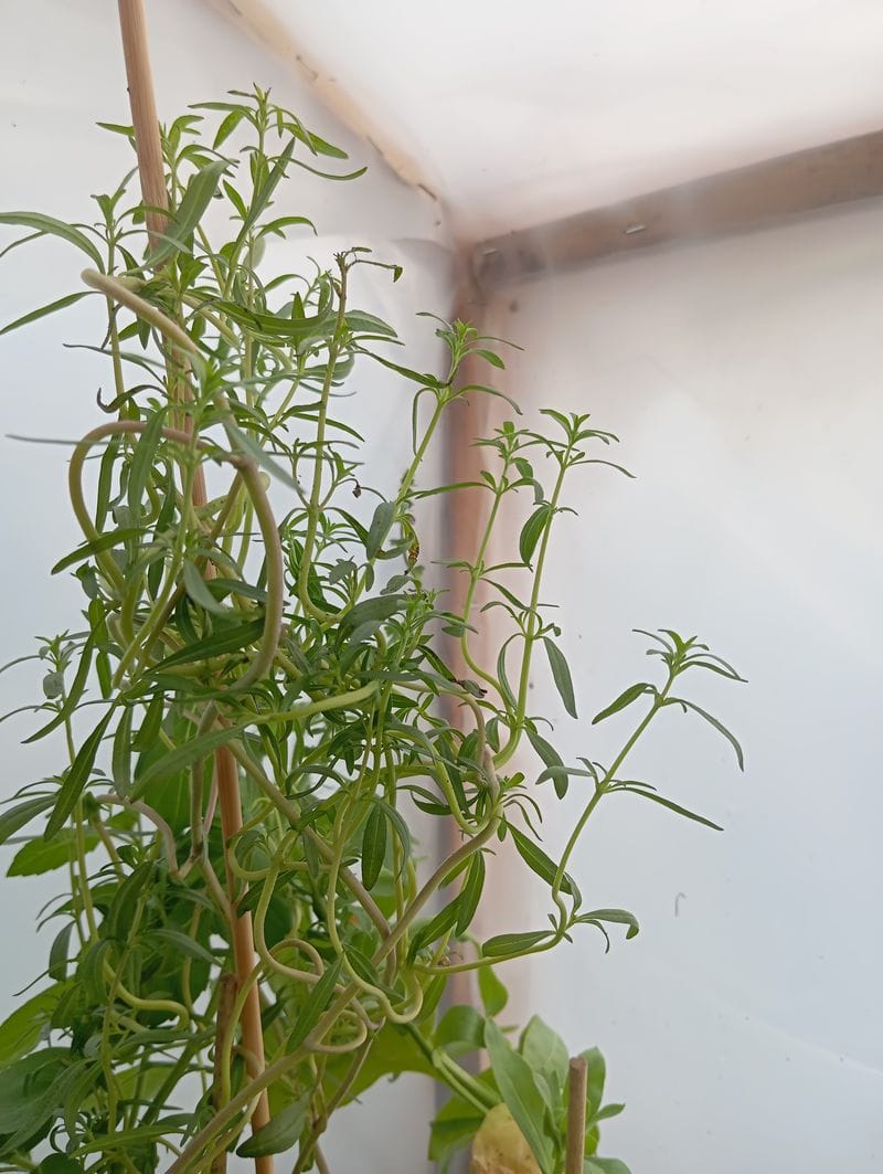 Satureja hortensis