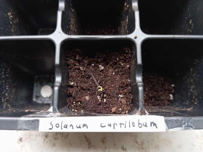 Solanum curtilobum