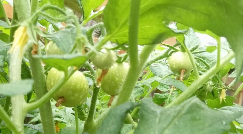 Solanum lycopersicum