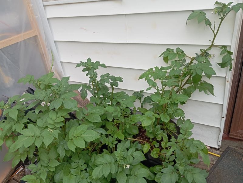 Solanum tuberosum