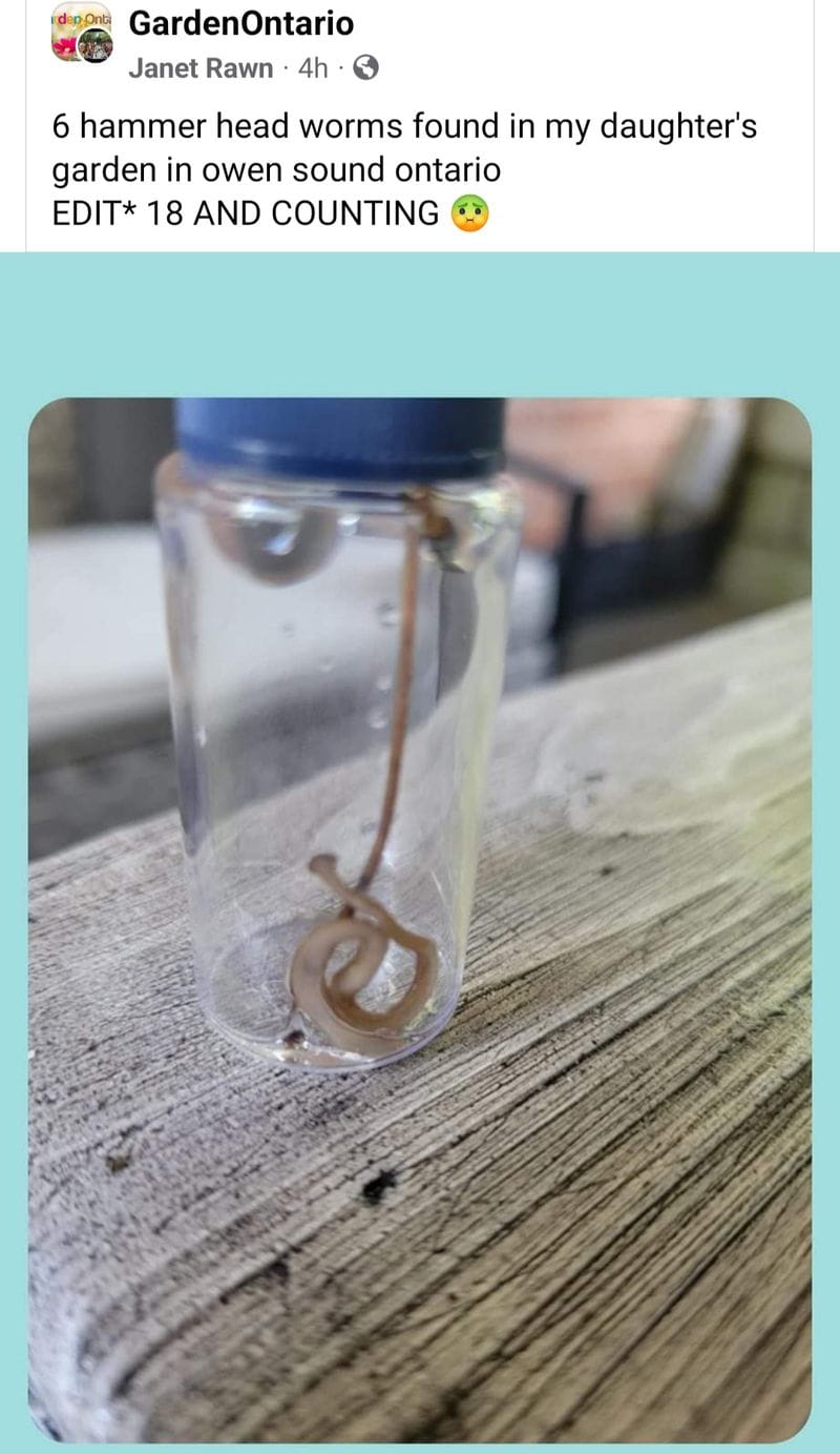 Worms