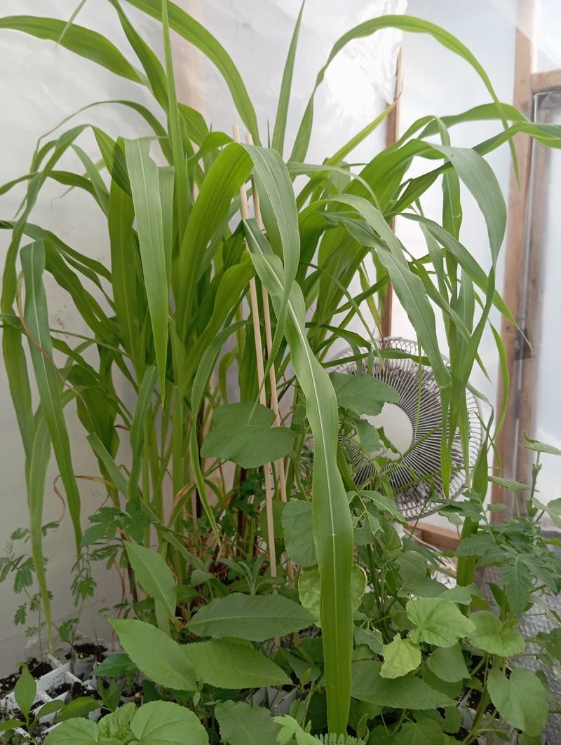 Zea mays